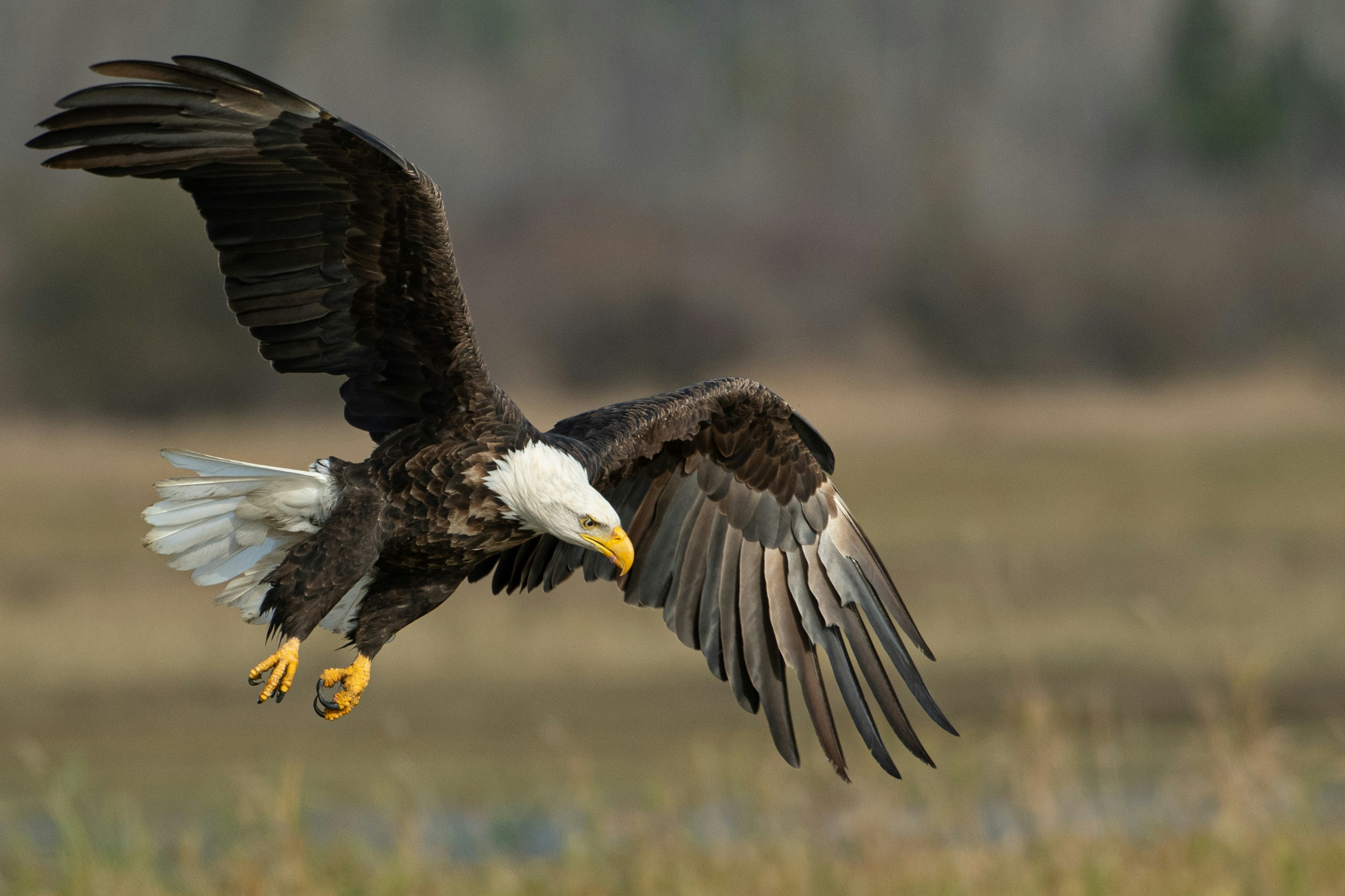 Eagle in Flight