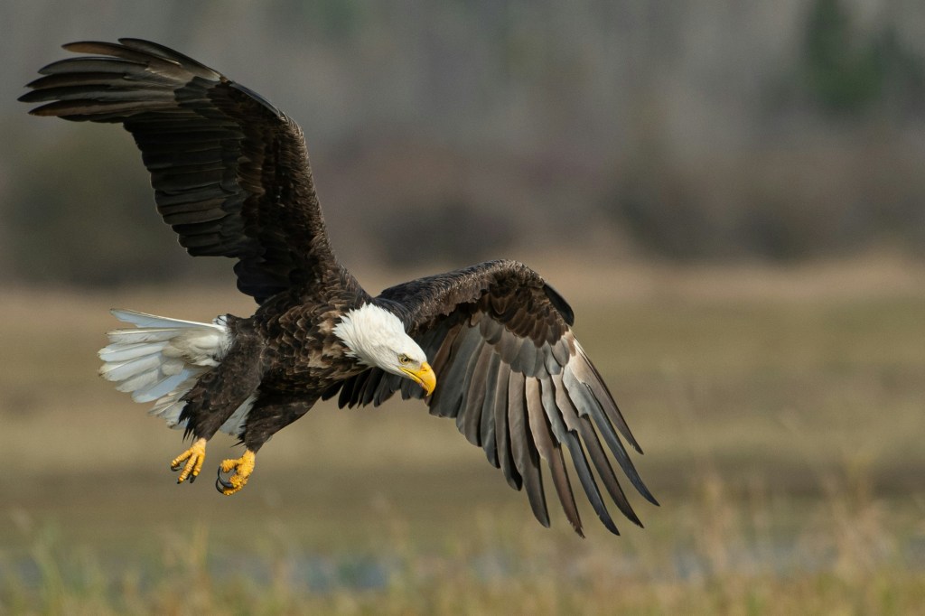 Eagle in Flight