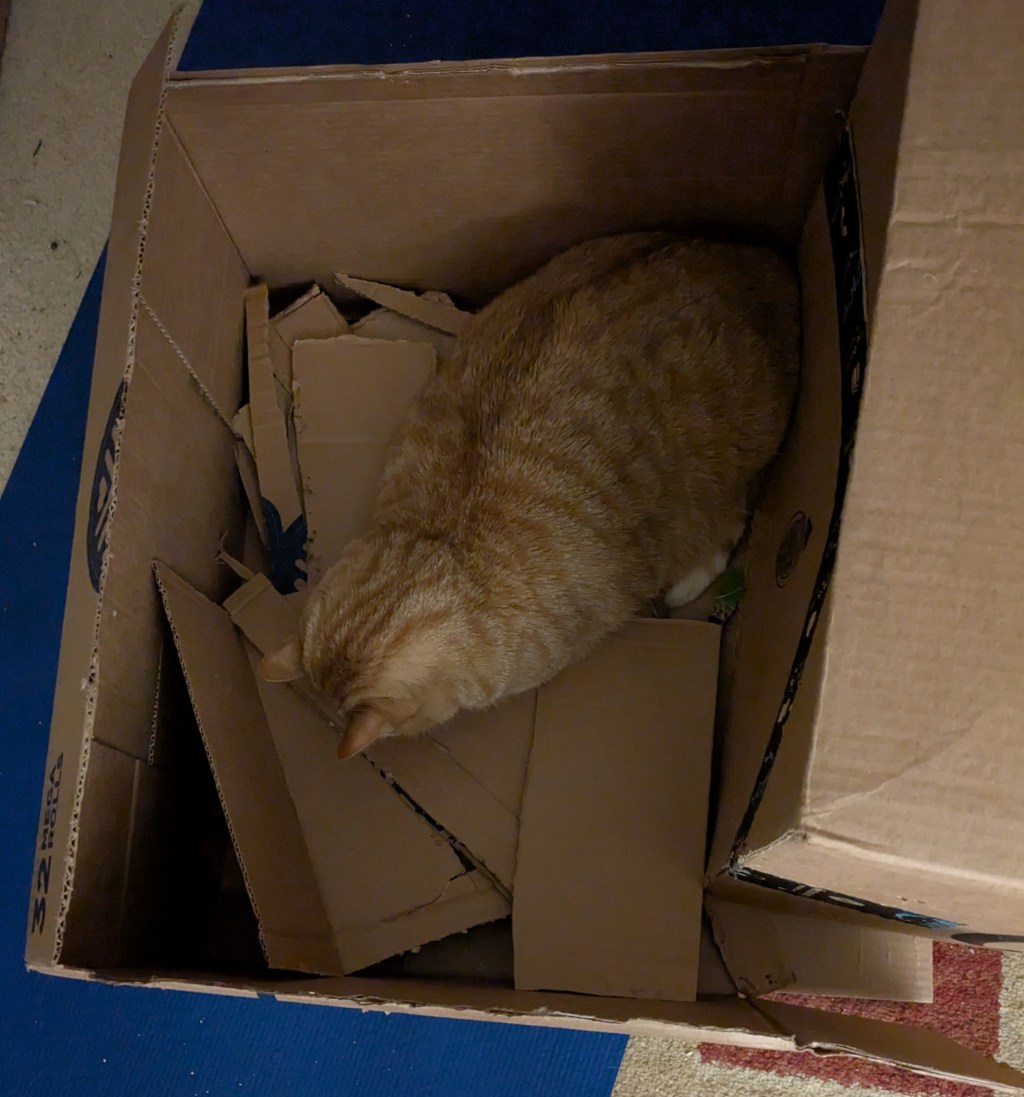 Our cat Fee sleeping in a cardboard box