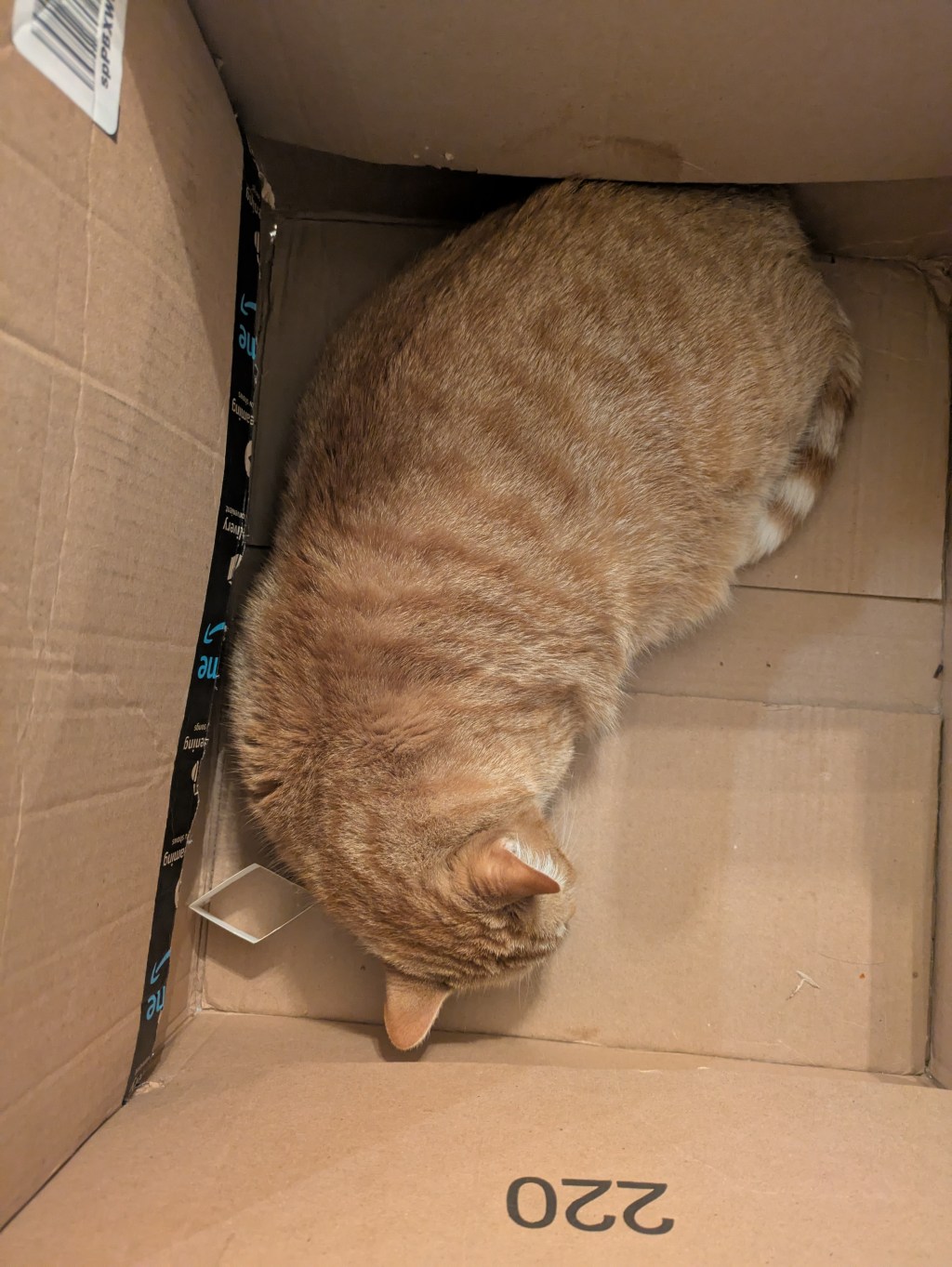 Our cat Fee sleeping in a cardboard box.