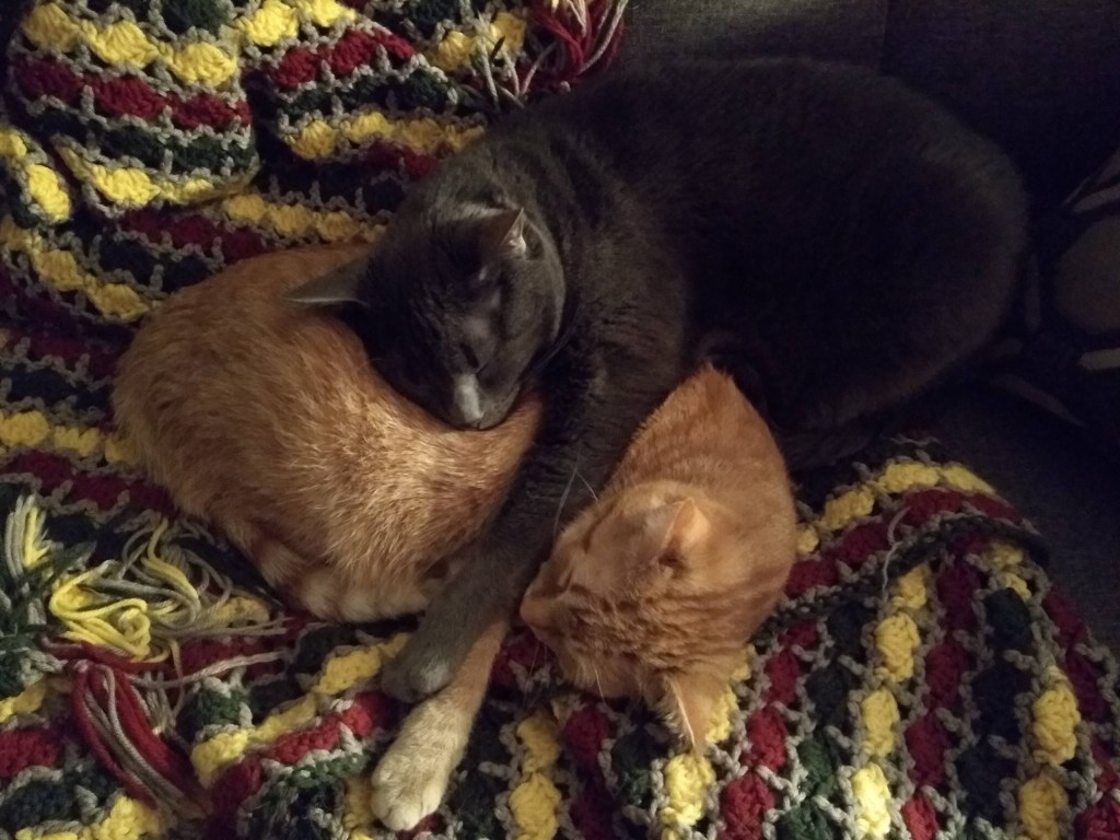 Our two current kitties Eggs Benedict and Fee in a rare snuggle